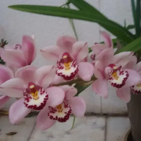 Apartment Sunny Terrace Lissabon