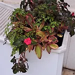 Sunny Terrace Apartment