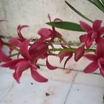 Sunny Terrace