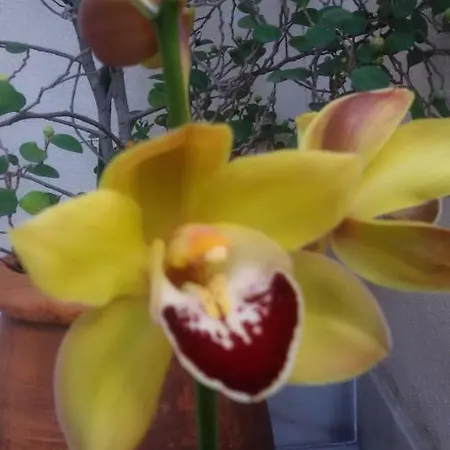 Sunny Terrace شقة Lisboa